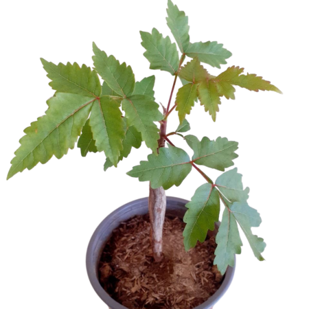 Planta de Palo Santo en Maceta